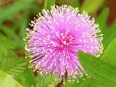 Mimosa flower