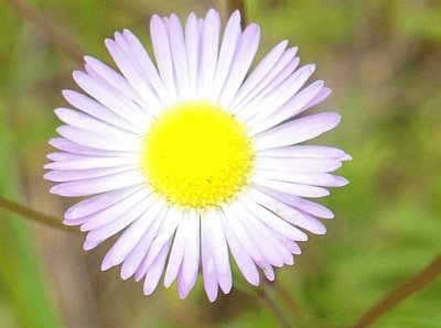 Lesser fleabane