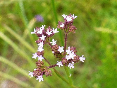 Tiny pale lavender wildflowers1