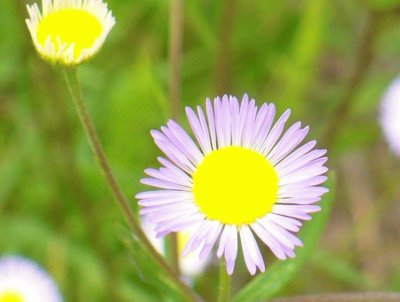 Lesser fleabane flowers