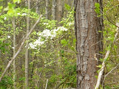 Dogwood flowers in woods