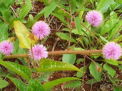 Mimosa flowers