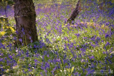 Bluebells