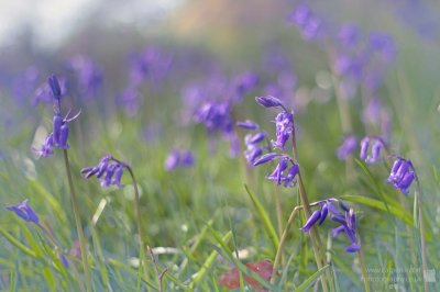 Bluebells 2