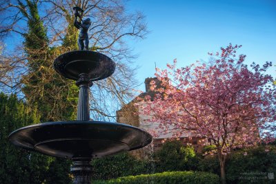 Spring fountain blossom