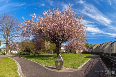 Cherry Blossom Kilsyth