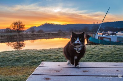 Cat Sunrise