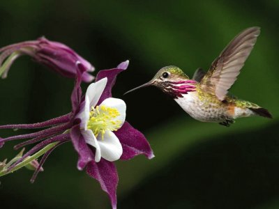 Colibri