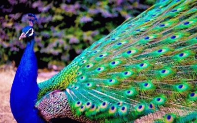 Pavo real