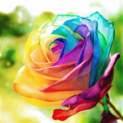 Rainbow Rose