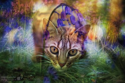 Bluebell Jungle Cat