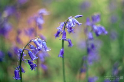 Bluebells