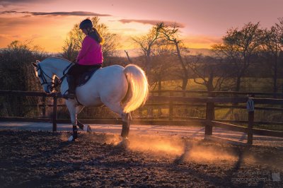 sunset light horse   rider