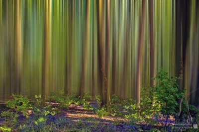 Green Forest blur