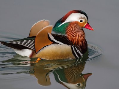 Pato-Mandarin