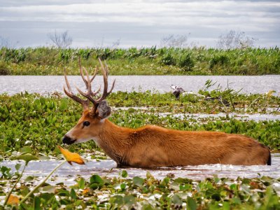 Esteros del IberÃ¡. Corrientes. Argentina