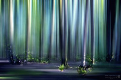 turquoise forest blur