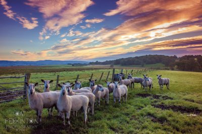 Ninja Sheep sunrise