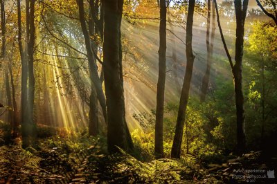 Forest Golden Hour