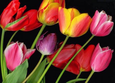 tulipanes