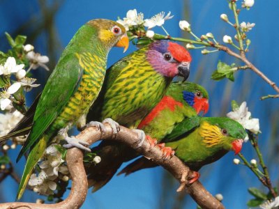 Pajaros