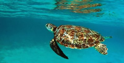 bahia de las aguilas tortuga