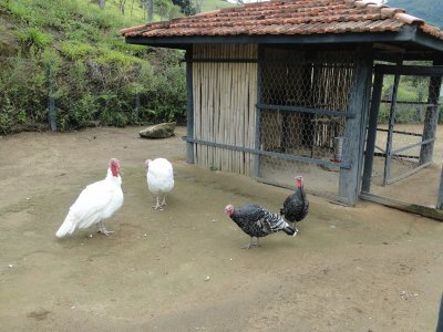 Perus Pretos e Brancos