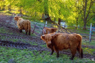 Highland Cattle