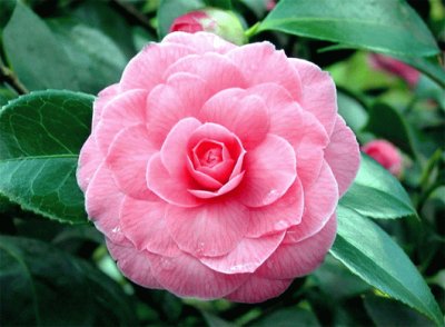 camelia japÃ³nica