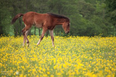 Foal in Buttercups 2