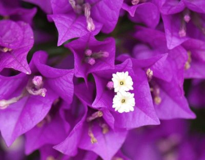 Vibrant Magenta Bougainvillea