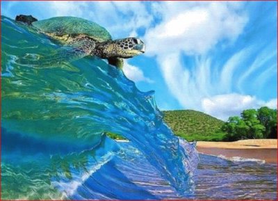 TORTUGA SURFISTA