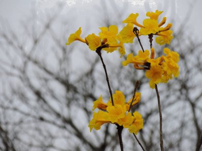 Ipê amarelo