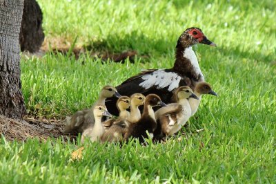 Mãe Pata e seus patinhos