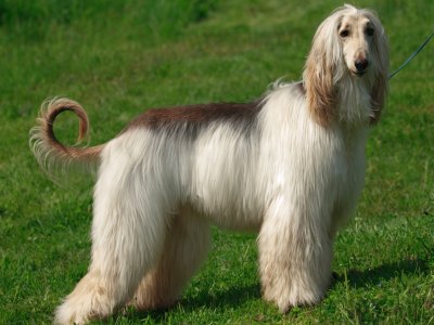 Animales,Afghan Hound