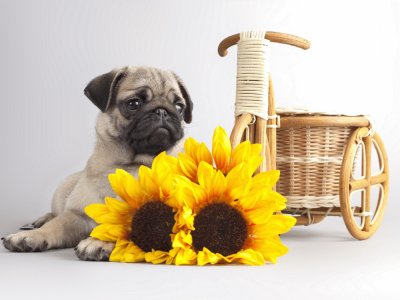 Animales-Pug