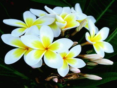 Tierra-Naturaleza.Frangipani