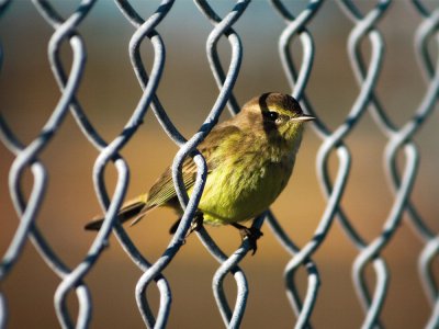 Fotografico-Aves,Rejas