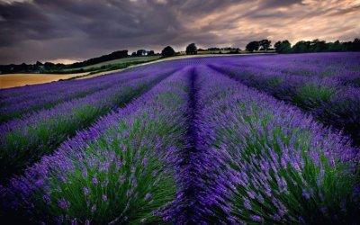 lavanda