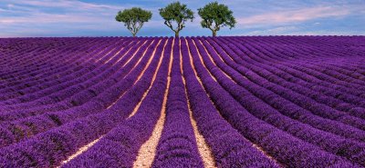 lavanda