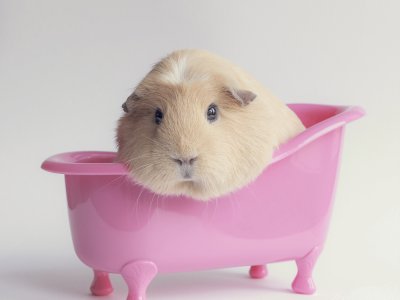 Animales- Cavia Porcellus.