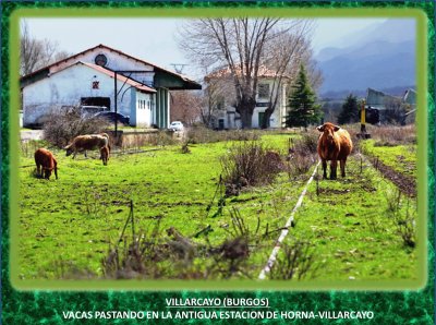 VILLARCAYO (BURGOS)  VACAS PASTANDO