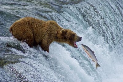 OSO COMELON