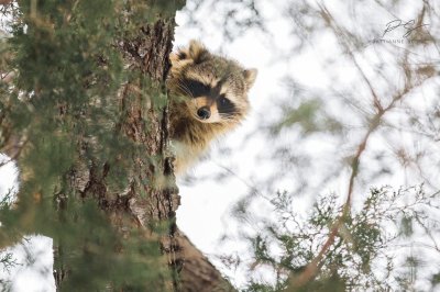 mapache del bosque