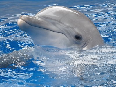 Animales-Delfin.jpg