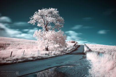 Infrared tree