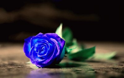 blu rose