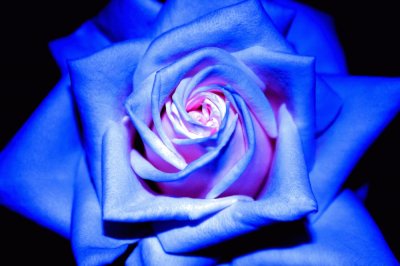 blu rose