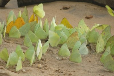 mariposas