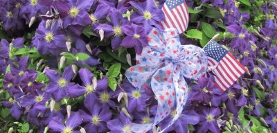 Purple Clematis and Flags